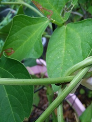 Pseudomyrmex gracilis