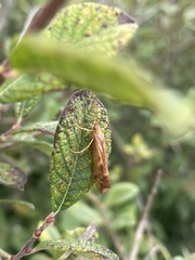 Limnephilus