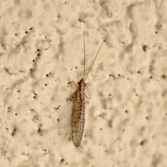 Eremochrysa punctinervis