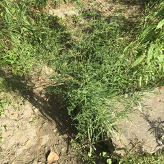 Erigeron canadensis