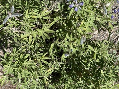 Lupinus argenteus