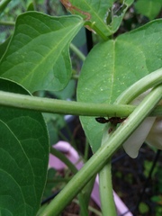 Pseudomyrmex gracilis