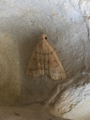 Zanclognatha jacchusalis