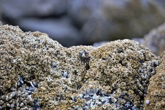 Pachygrapsus crassipes