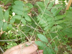 Pristiphora geniculata