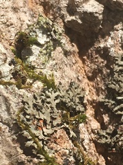Phaeophyscia