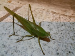 Copiphorini