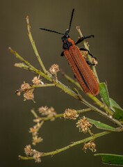Rhinotia haemoptera