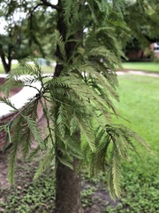 Taxodium
