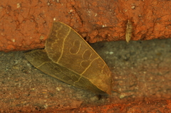 Ipimorpha pleonectusa