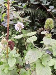 Mentha aquatica