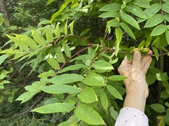 Sorbus americana