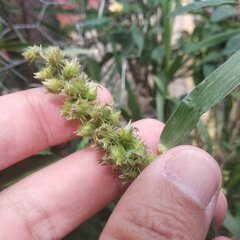 Cenchrus echinatus