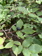 Vaccinium alaskaense