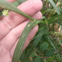 Cenchrus echinatus
