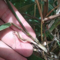 Cenchrus echinatus