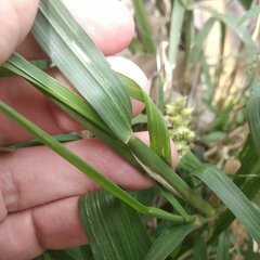 Cenchrus echinatus