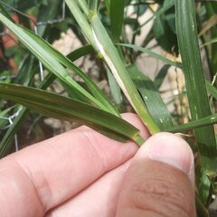 Cenchrus echinatus