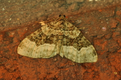 Euphyia intermediata