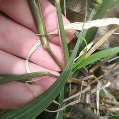 Cenchrus echinatus