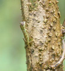 Agamidae
