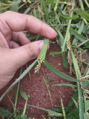 Echinochloa colona