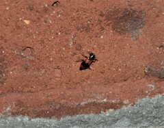 Anthocomus equestris