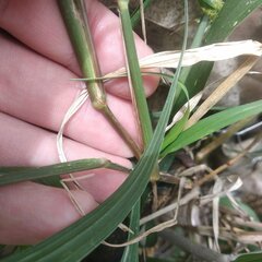 Cenchrus echinatus