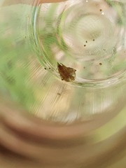 Parasteatoda simulans