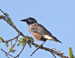 Nucifraga caryocatactes