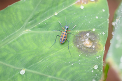 Cosmodela barmanica
