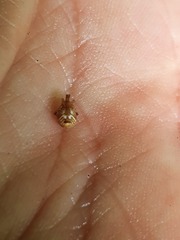 Parasteatoda simulans