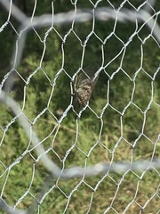 Neotibicen canicularis