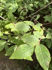 Vaccinium alaskaense