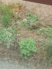 Spizella passerina