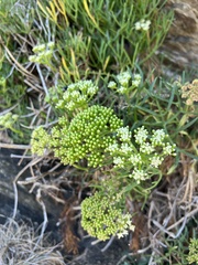 Crithmum maritimum