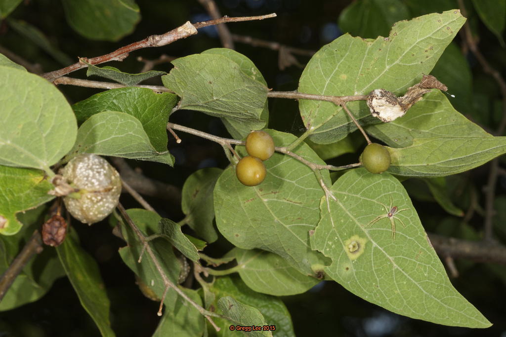 Small's Hackberry