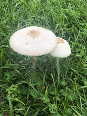 Chlorophyllum molybdites