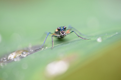 Cosmodela barmanica