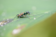 Cosmodela barmanica