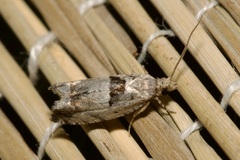 Epinotia ramella