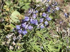 Lupinus argenteus