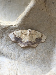 Nematocampa resistaria