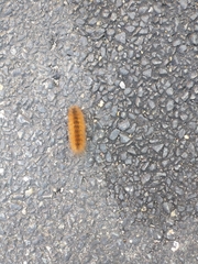 Spilosomina