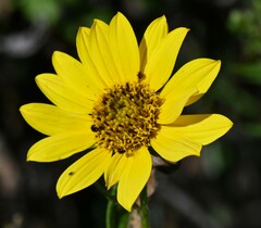 Helianthus nuttallii