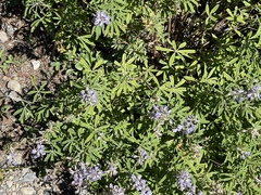 Lupinus argenteus