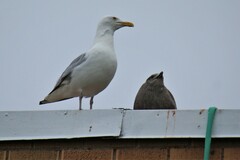 Larus argentatus