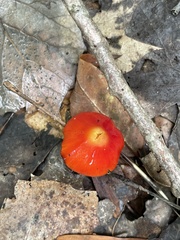 Hygrocybe coccinea