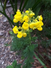 Calceolariaceae