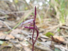 Cyrtostylis reniformis